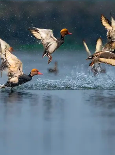 gogabil jhil and bird sanctuary